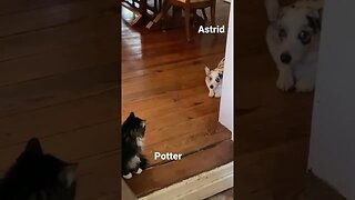 🐶Astrid just wants to play