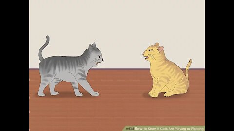 How to Know if Cats Are Playing or Fighting