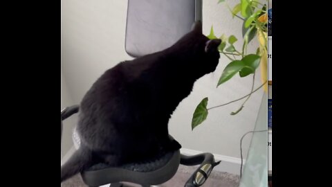 Adopting a Cat from a Shelter Vlog - Piper, Don't Eat the Plants!