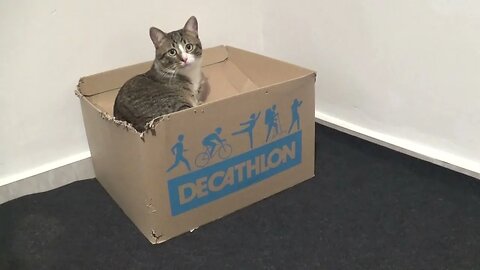 Cat Sits on His Favorite Box