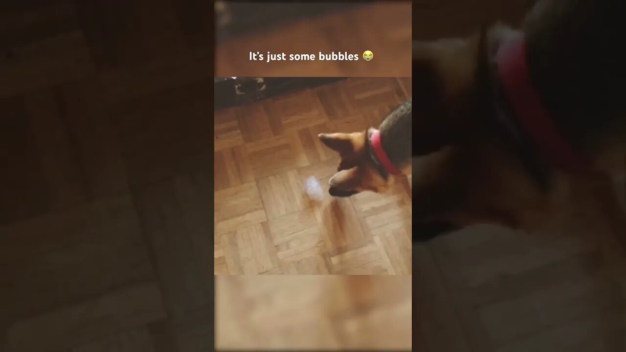 Dog Reacts to Bubbles
