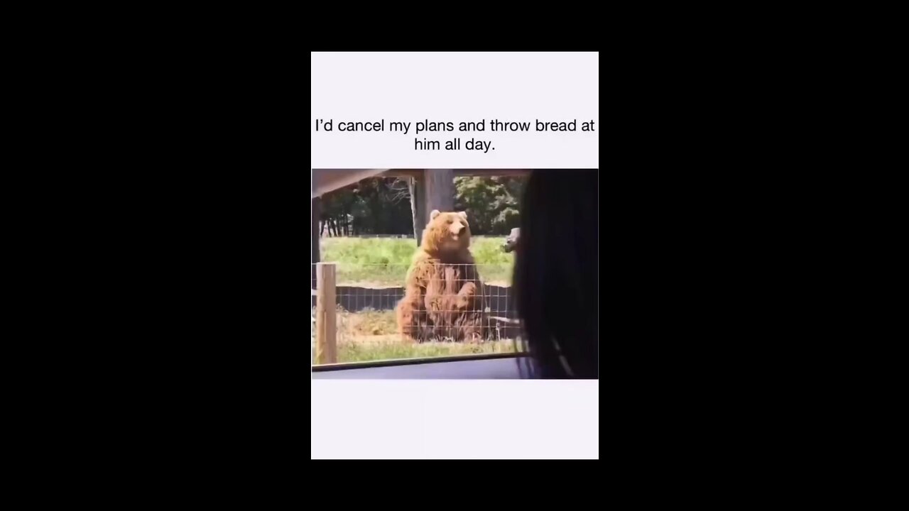 Funny Animal