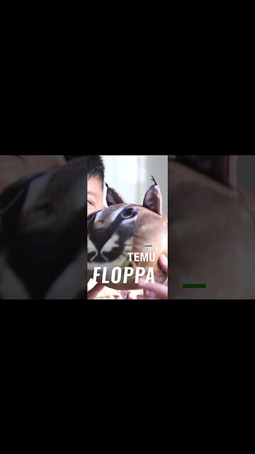 I bought a Floppa on TEMU #temu #floppa