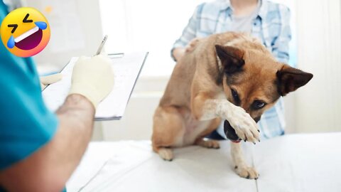 Funny Dog Reaction When Visiting Vet | PawsAffliction