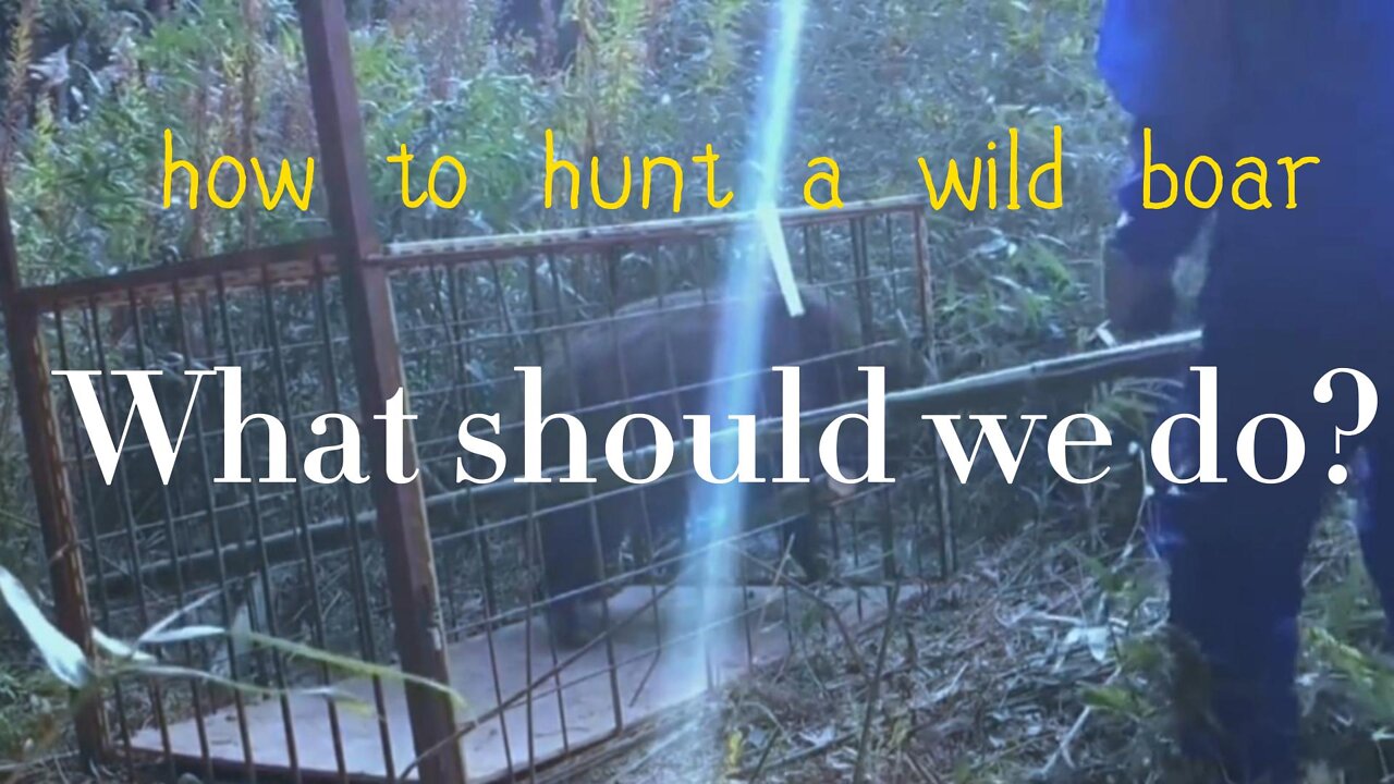Wild boar trapped in iron cage