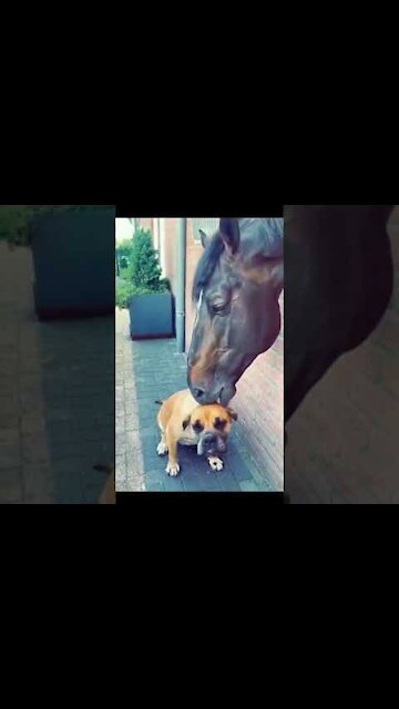 OMG❤ so funny horses #shorts , pony, equestrian, cute horses, horseracing, horses training