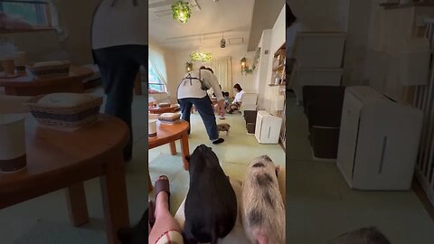 Pig Cafe in Japan 🇯🇵