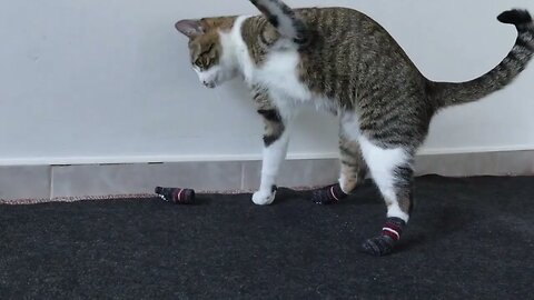 Funny Cat Takes off His Socks