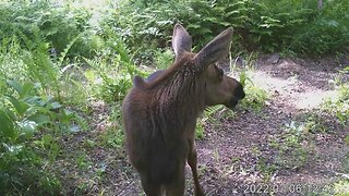 Critters that I have caught on camera.