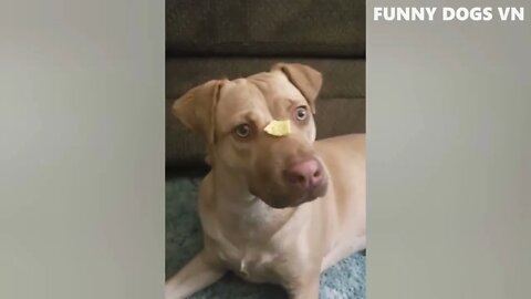 Funniest Animals Video Funny Dogs And Cats