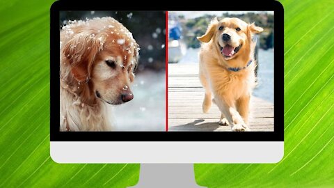 Watch this hilarious compilation of funny dogs - adorable! Try not to laugh!!