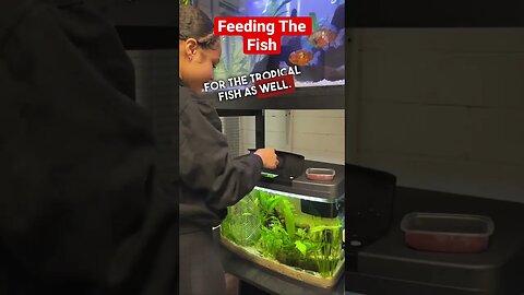 Little Helper Feeding the Goldfish 😃 #fancygoldfish #aquarium #goldfishtank #Ranchu #feedingfish