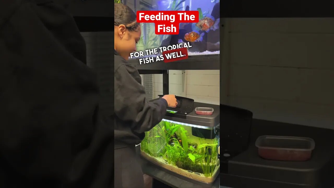 Little Helper Feeding the Goldfish 😃 #fancygoldfish #aquarium #goldfishtank #Ranchu #feedingfish