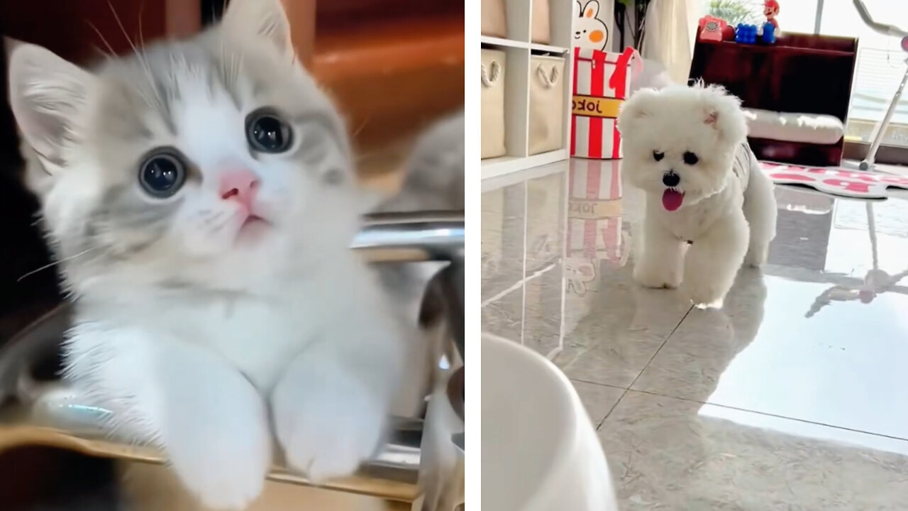 Funny Cute Pets😀#shorts