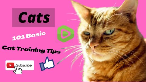 Cats 101 Basic Cat Training Tips