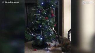 Gata “destrói” árvore de natal para brincar com os enfeites
