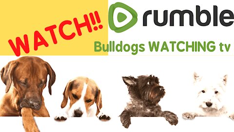 Bulldogs WATCHING tv really funny