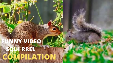 Best funny video squirrel compilation video...,......🦨🦨🦨💞💞💞