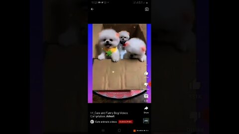 Cute puppies