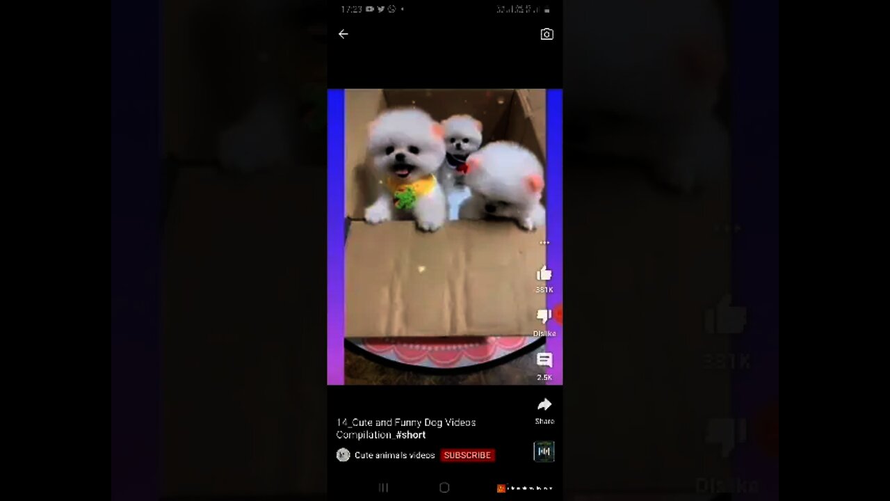 Cute puppies