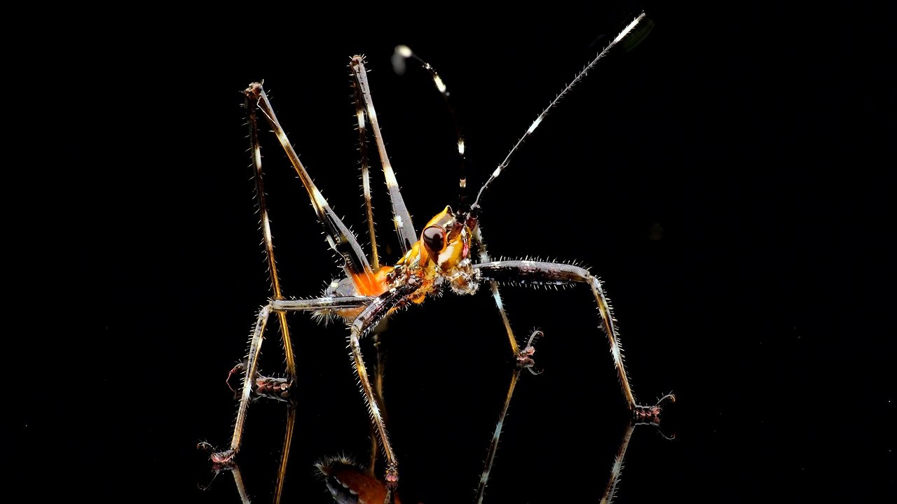 Ballet of a little Katydid nymph from Ecuador