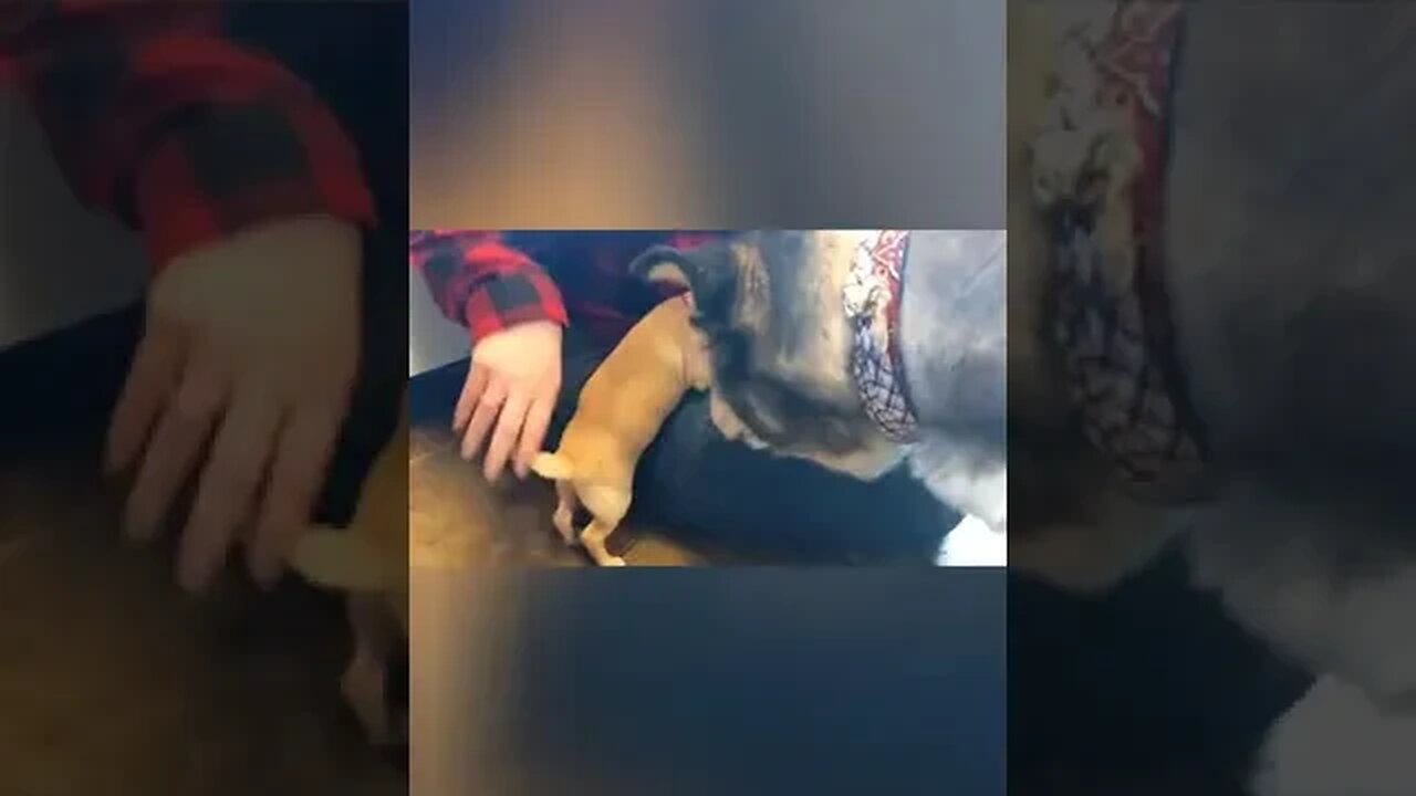 Miley The Chihuahua