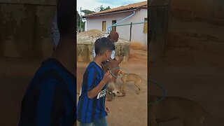 Dengoso Com Os Cachorros