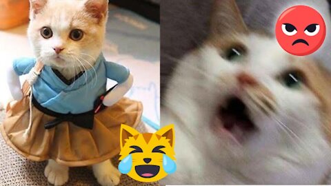 😂 cute and funny animals compilation 2021 | 🐱🐶 Funny Pets Videos | V: 02