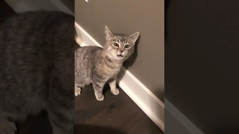 😼Cat sneeze🙀