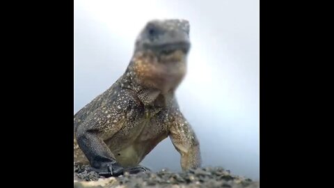 Tiny Warriors: Baby Iguanas Outsmart and Outrun Snake Ambush!"