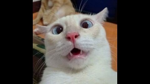 Cat funny videos. Funny videos