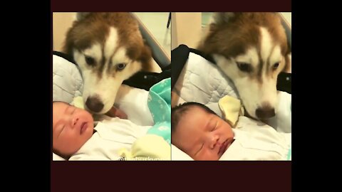 The Husky Dog Cuddling Baby...Dog Caring Baby