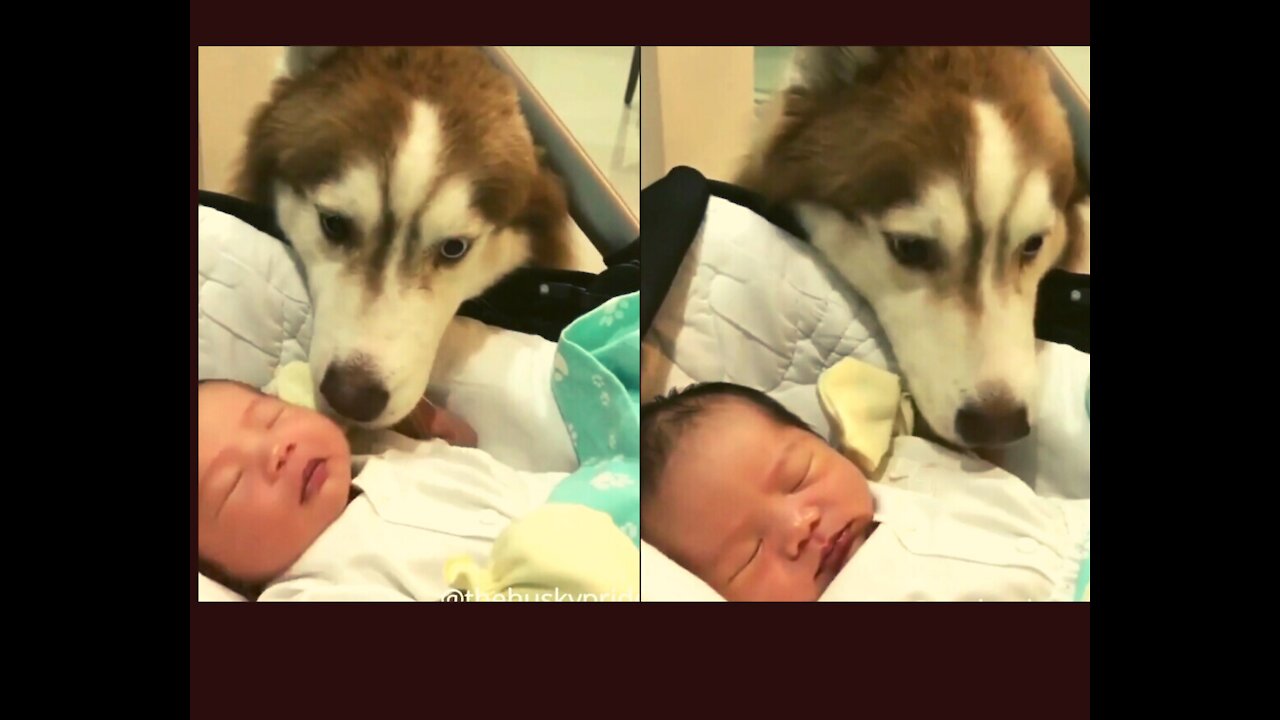 The Husky Dog Cuddling Baby...Dog Caring Baby