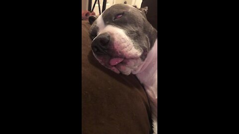"Zombie" puppy is in the deepest of sleeps!