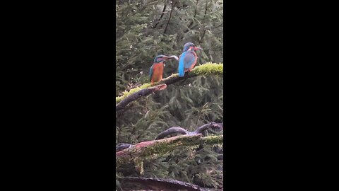 Kingfisher Birds hunting video