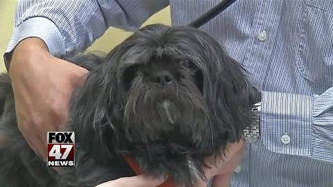 49 cases of canine flu reported in MI since July