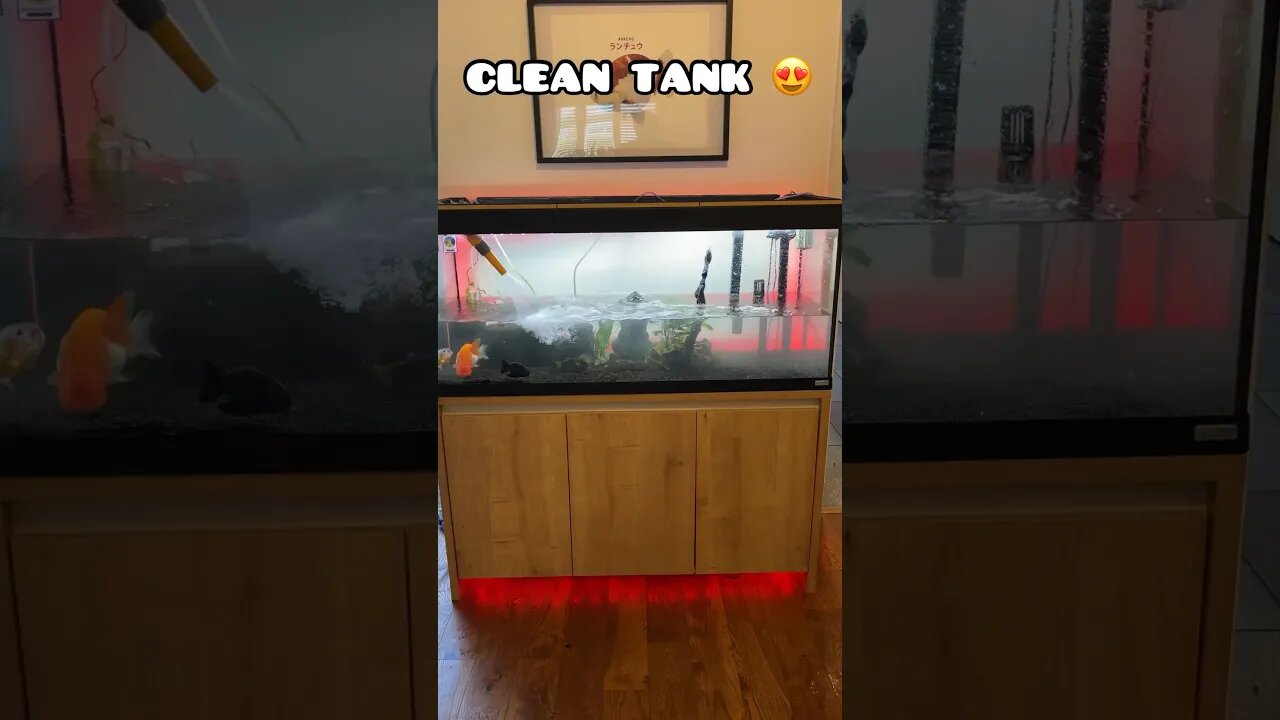 TANK SWITCH UP AND CLEAN 😍 #fancygoldfish #aquarium #goldfish #ranchugoldfish #goldfishtank