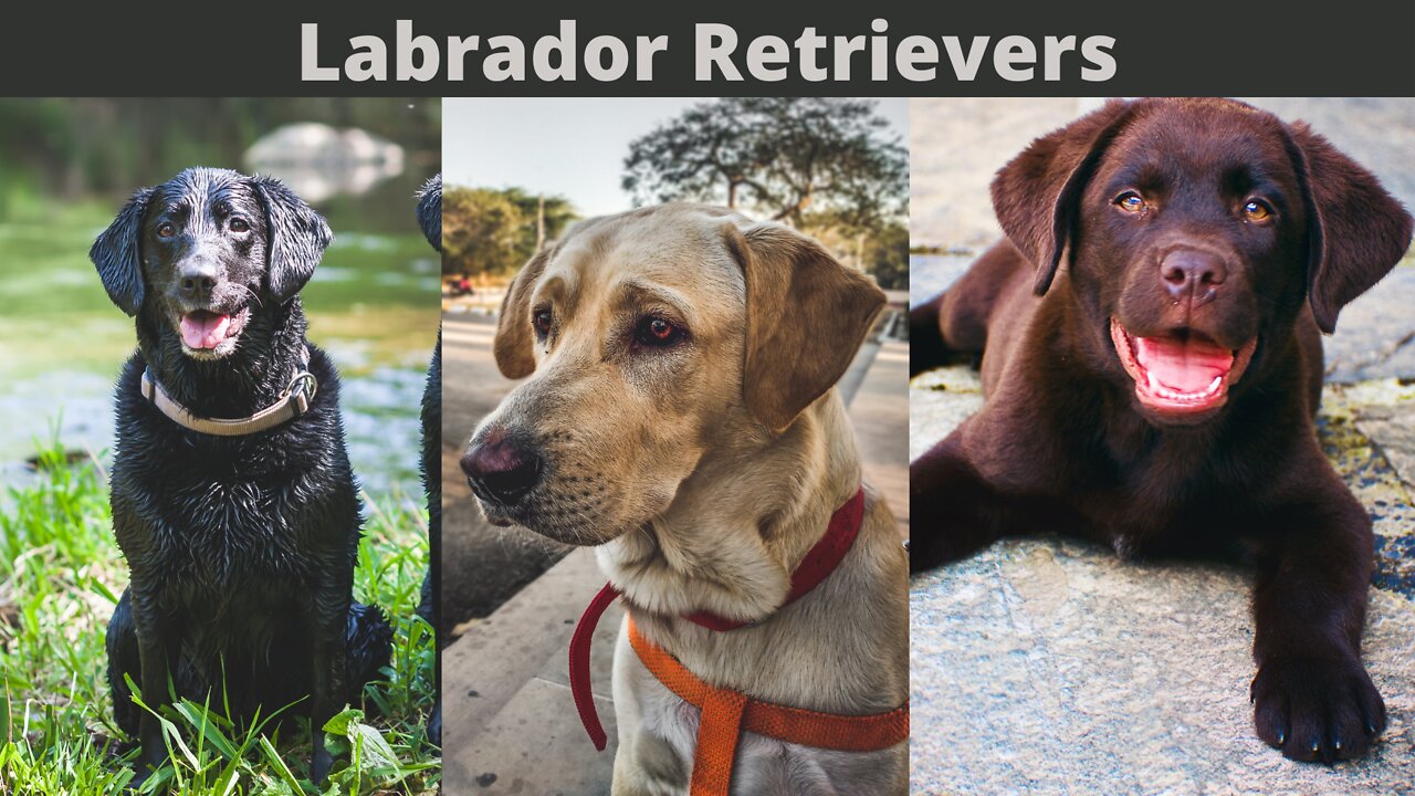 Little Known Facts About Labrador Retrievers