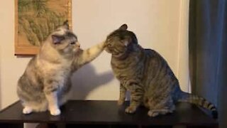Gata testa o limite da paciência do irmão!