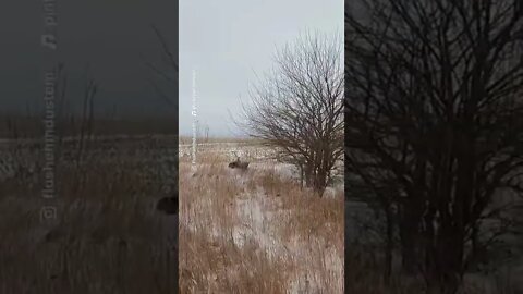 Lola has a very particular set of skills - be sure to subscribe #pheasantseason
