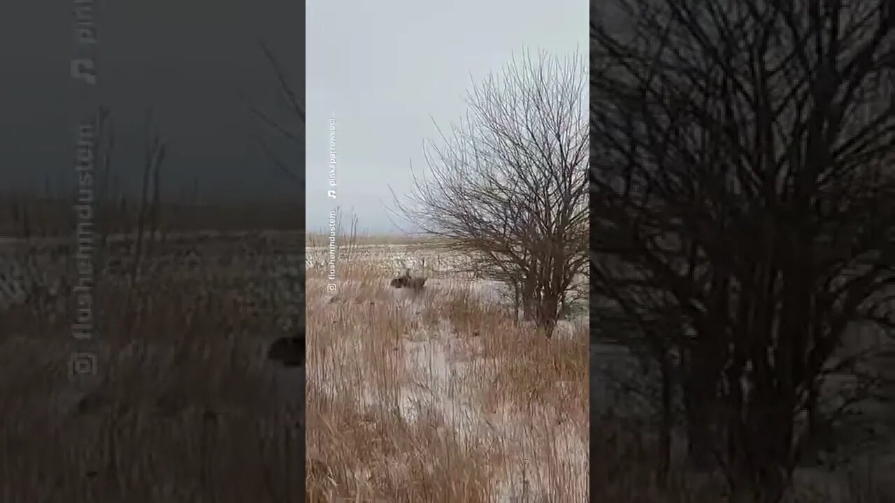 Lola has a very particular set of skills - be sure to subscribe #pheasantseason