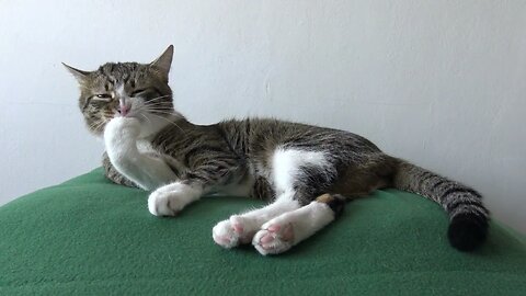 Funny Cat Systematically Cleans His Tiny Pink Paw Beans