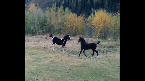 young horses