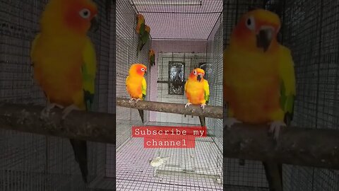 Sun Conure pair with babies l Happy Family l @BikisAviary l #sunconure