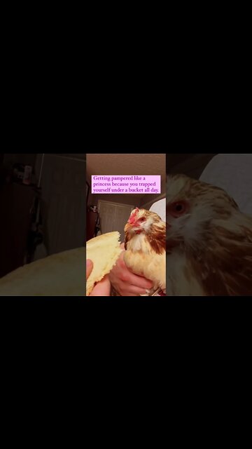 Why are chickens always trying to die? #shorts