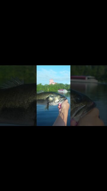 Releasing our Fish in Front of Tower of Terror #Shorts