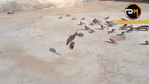 #bird#neture #song#kutch