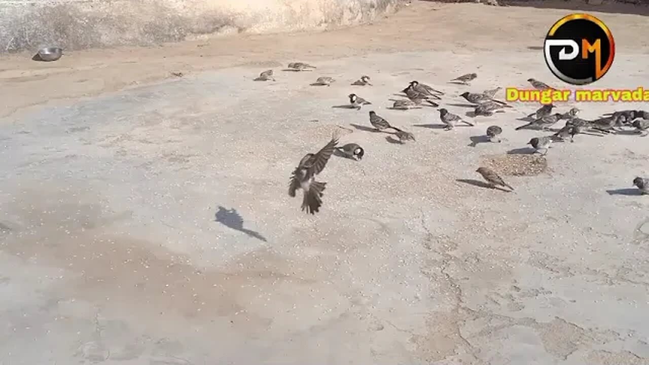 #bird#neture #song#kutch