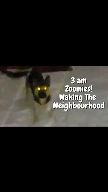 3am Dog Zoomie Ninja