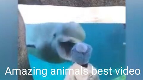 Amazing animals best video 📹